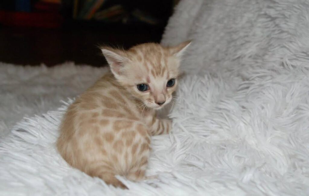 CHATONS DISPONIBLES PRÊTS À PARTIR