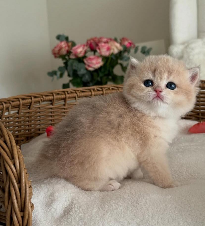CHATONS DISPONIBLES PRÊTS À PARTIR
