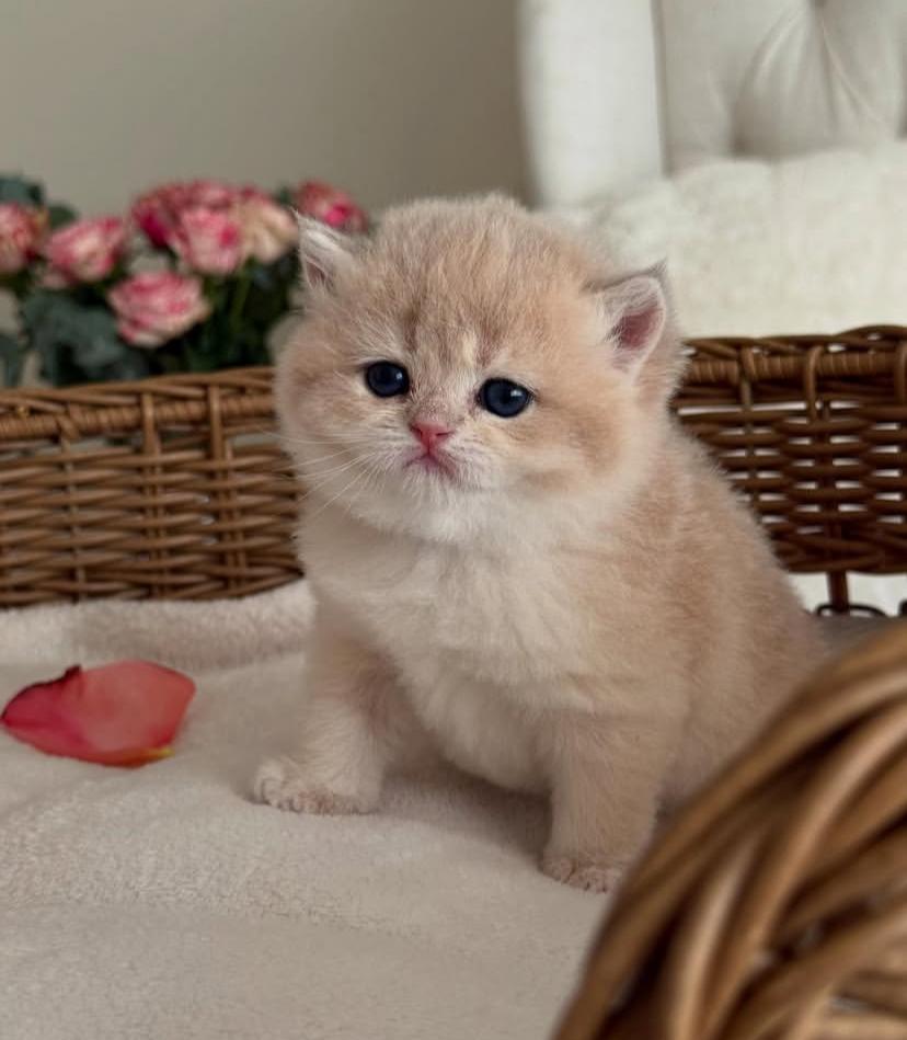 CHATONS DISPONIBLES PRÊTS À PARTIR