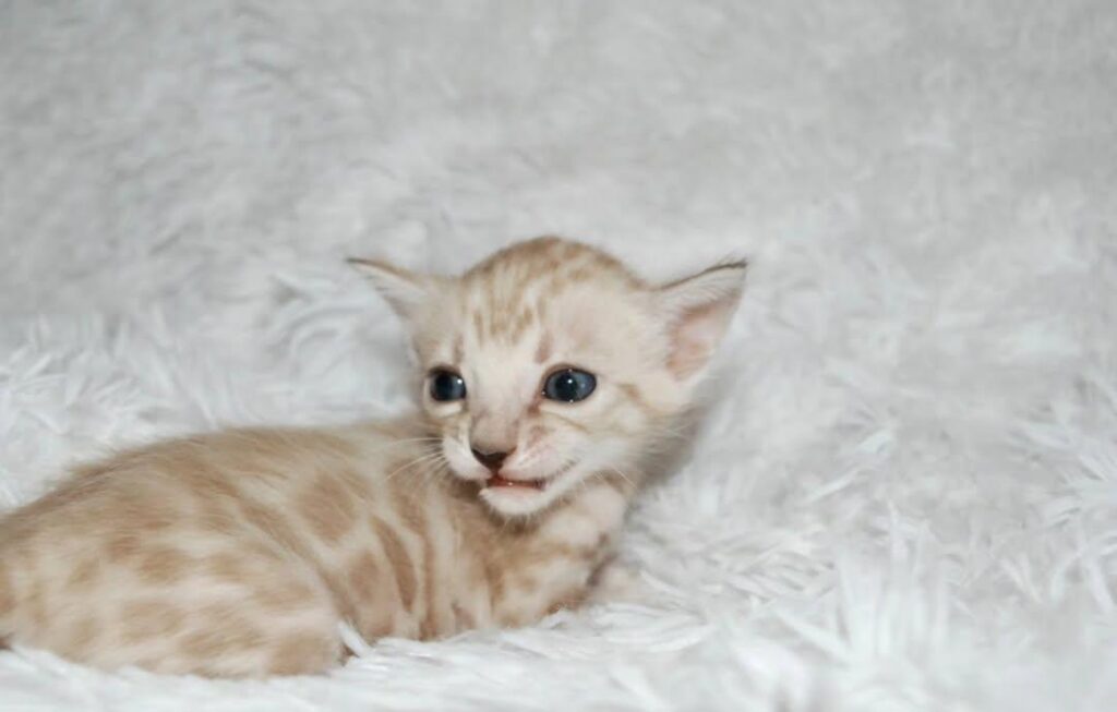 CHATONS DISPONIBLES PRÊTS À PARTIR