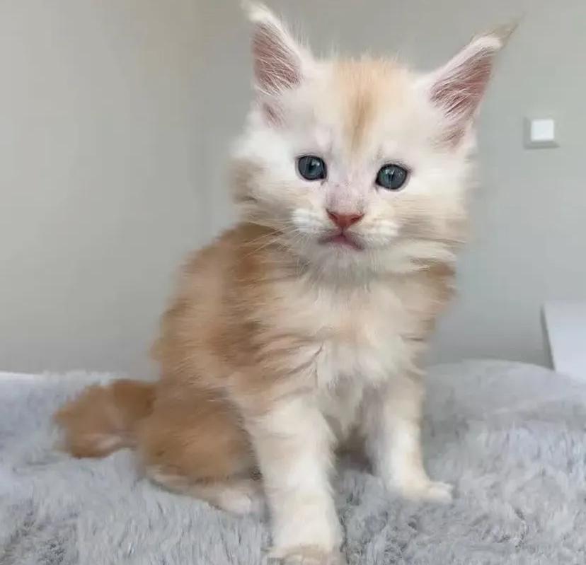 CHATONS DISPONIBLES PRÊTS À PARTIR
