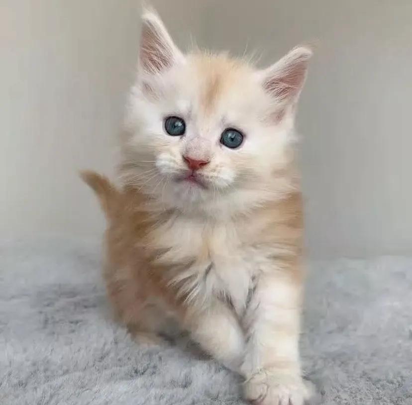 CHATONS DISPONIBLES PRÊTS À PARTIR
