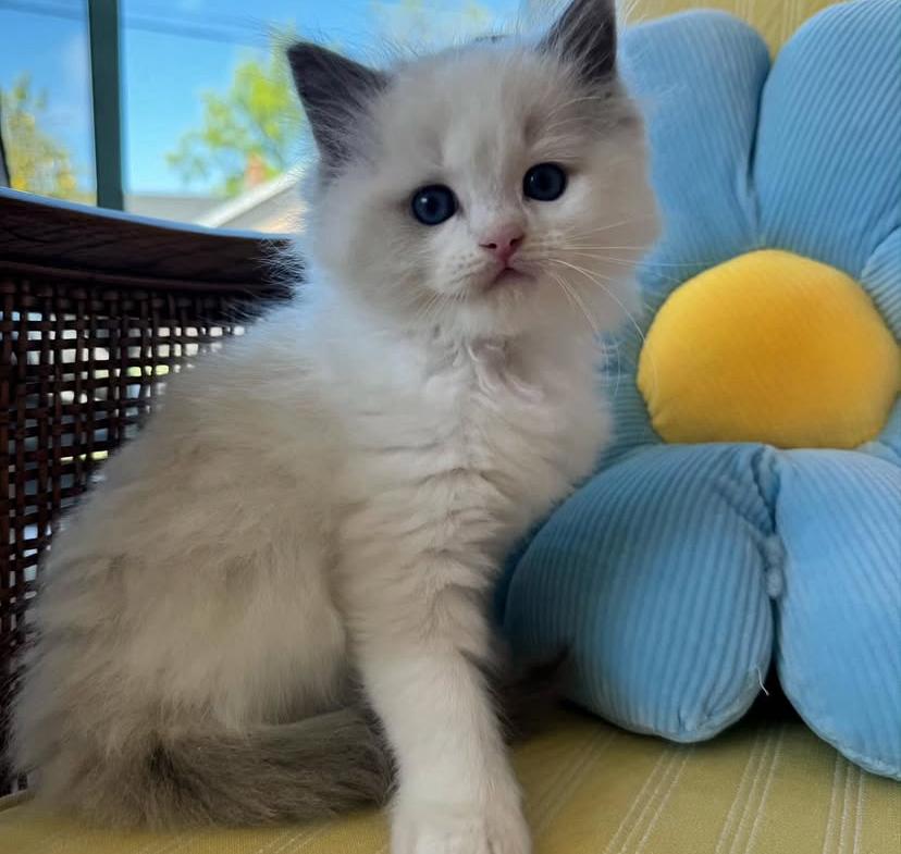 CHATONS DISPONIBLES PRÊTS À PARTIR