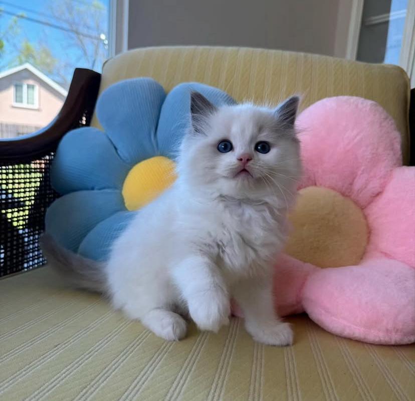 CHATONS DISPONIBLES PRÊTS À PARTIR