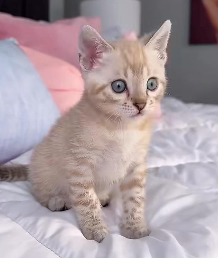 CHATONS DISPONIBLES PRÊTS À PARTIR