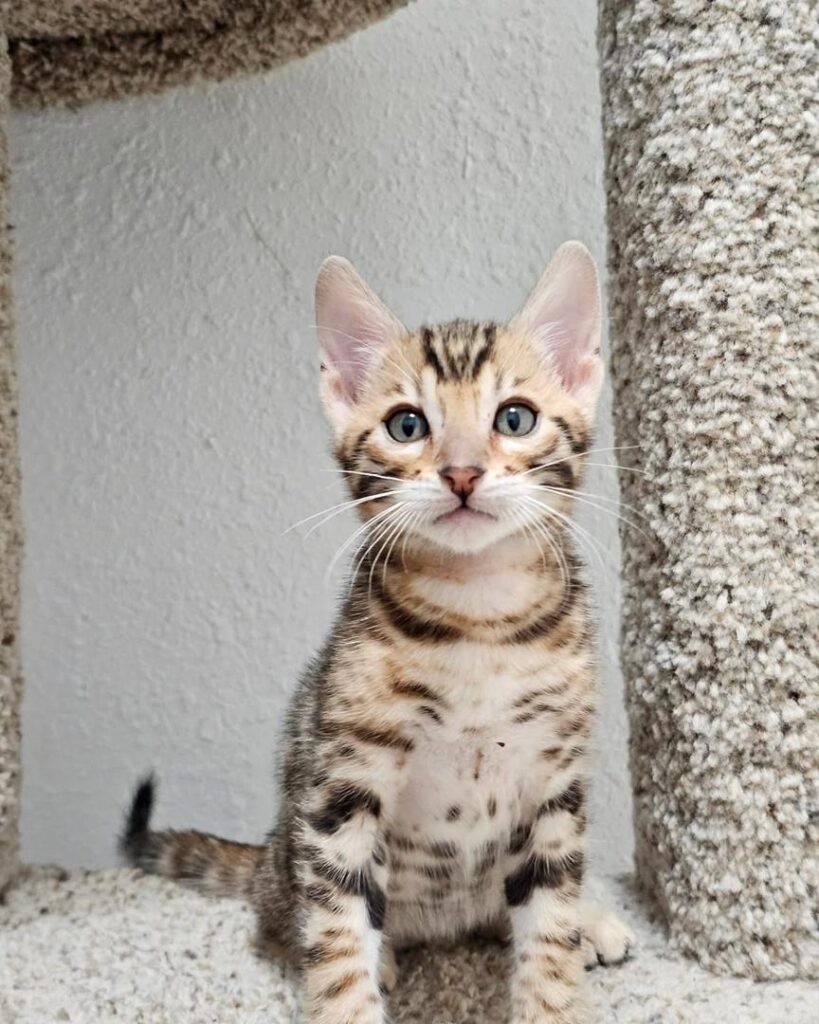 CHATONS DISPONIBLES PRÊTS À PARTIR