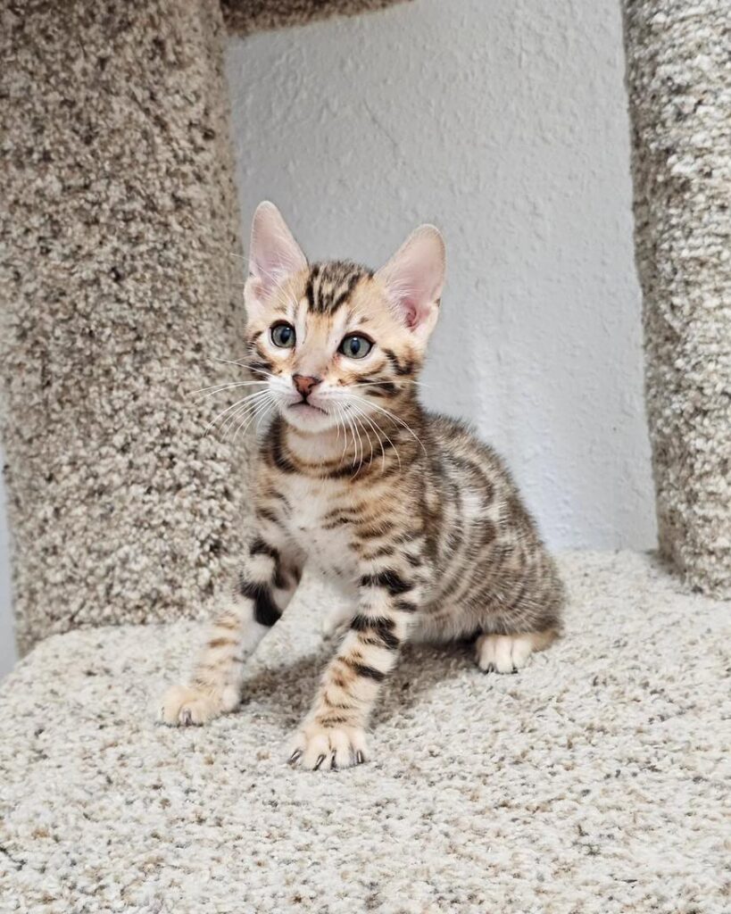 CHATONS DISPONIBLES PRÊTS À PARTIR