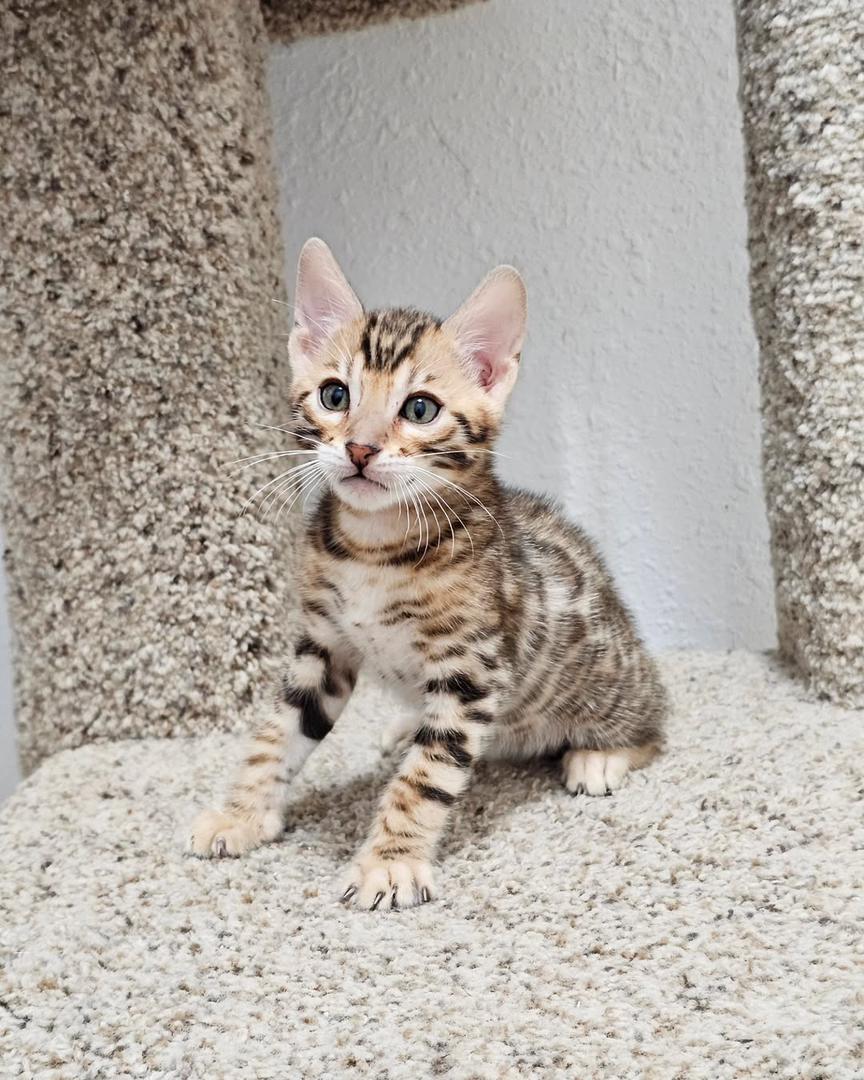 CHATONS DISPONIBLES PRÊTS À PARTIR