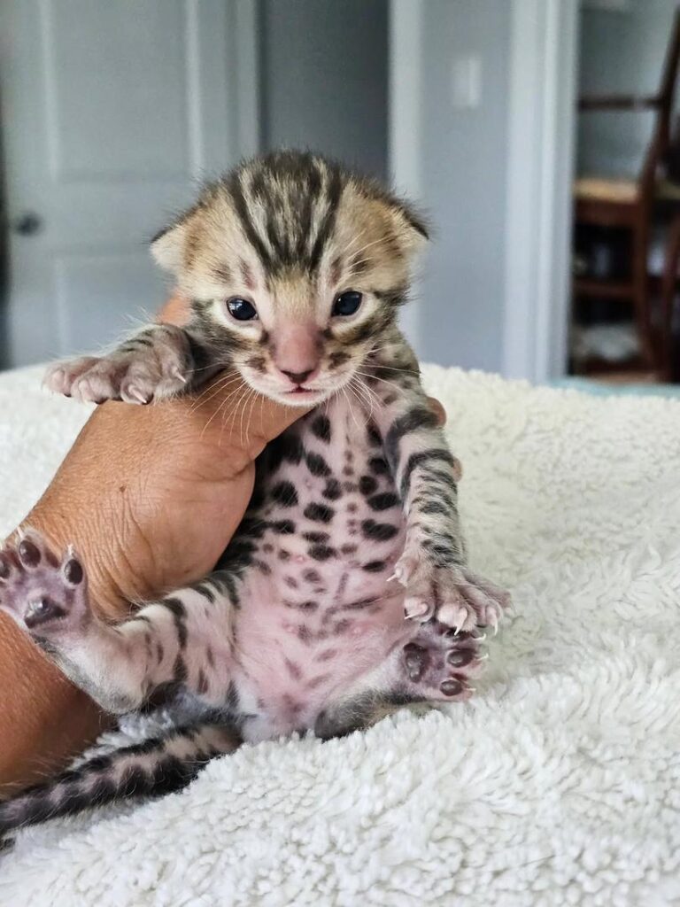 CHATONS DISPONIBLES PRÊTS À PARTIR