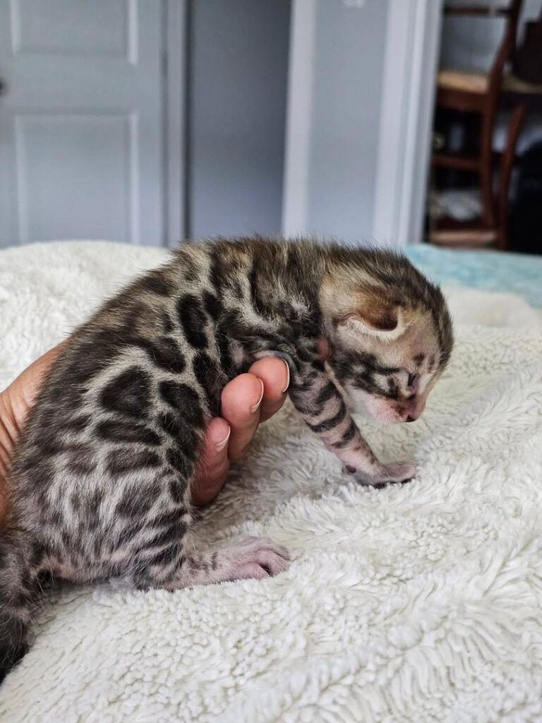 CHATONS DISPONIBLES PRÊTS À PARTIR