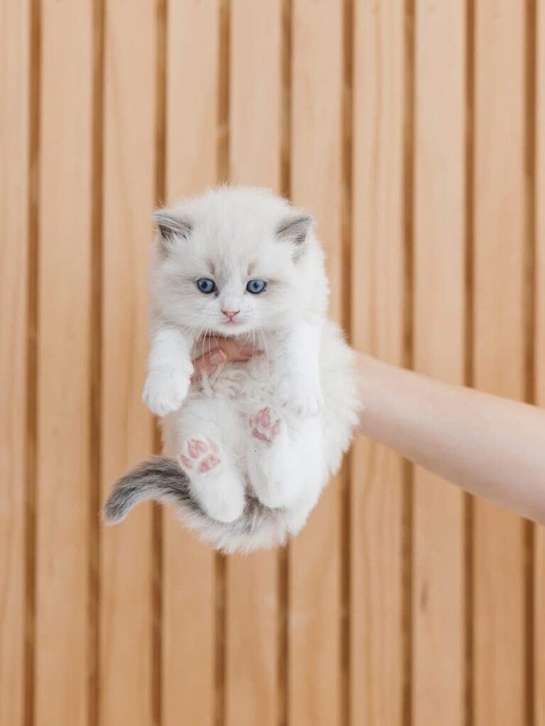 Kitten for sale