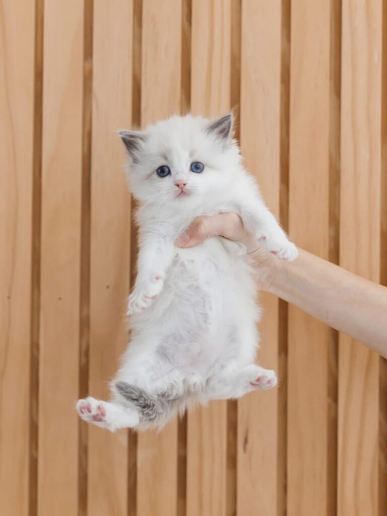 Kitten for sale