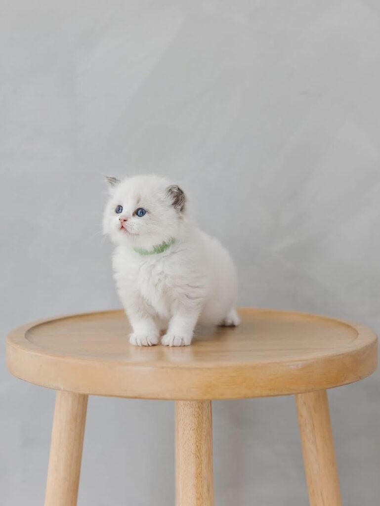 Kitten for sale
