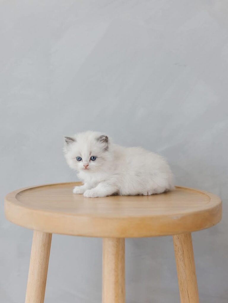 chatons persans à vendre