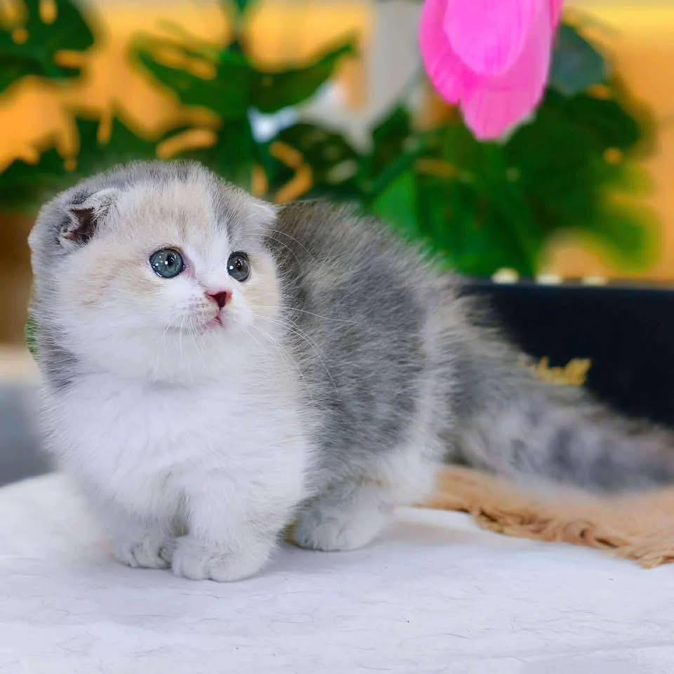 Kitten for sale