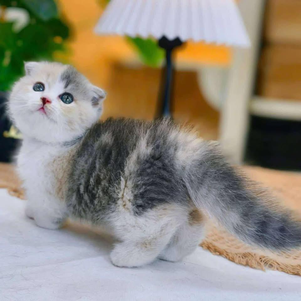 Kitten for sale