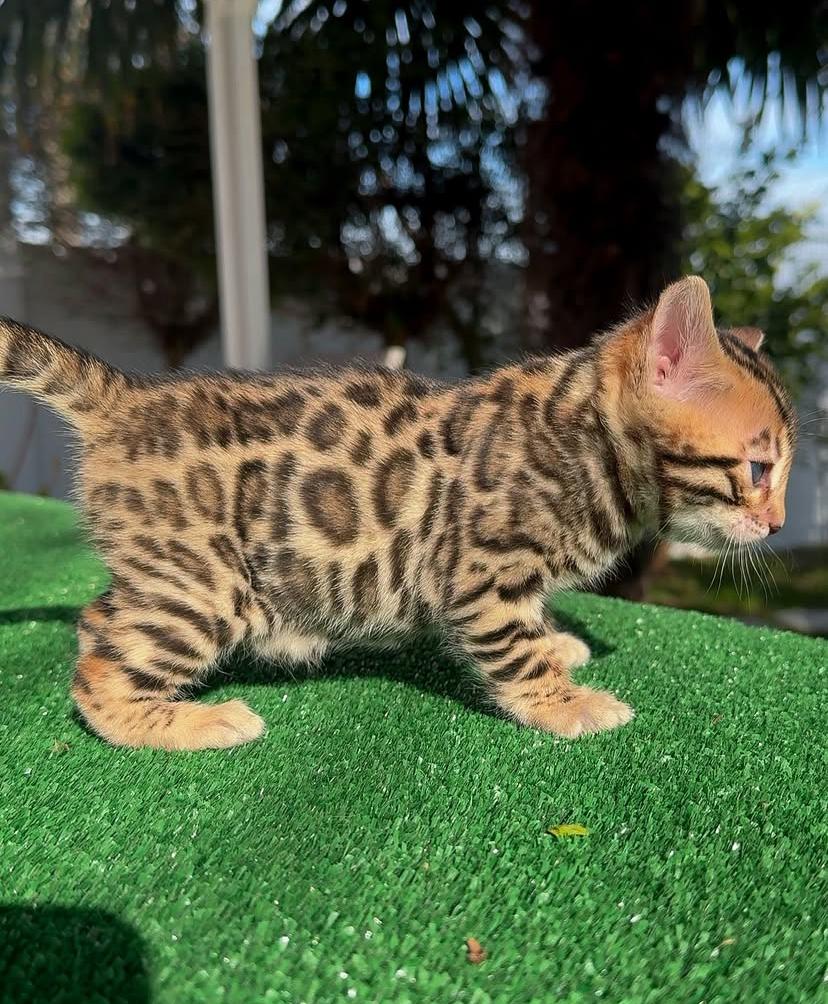 Kitten for sale