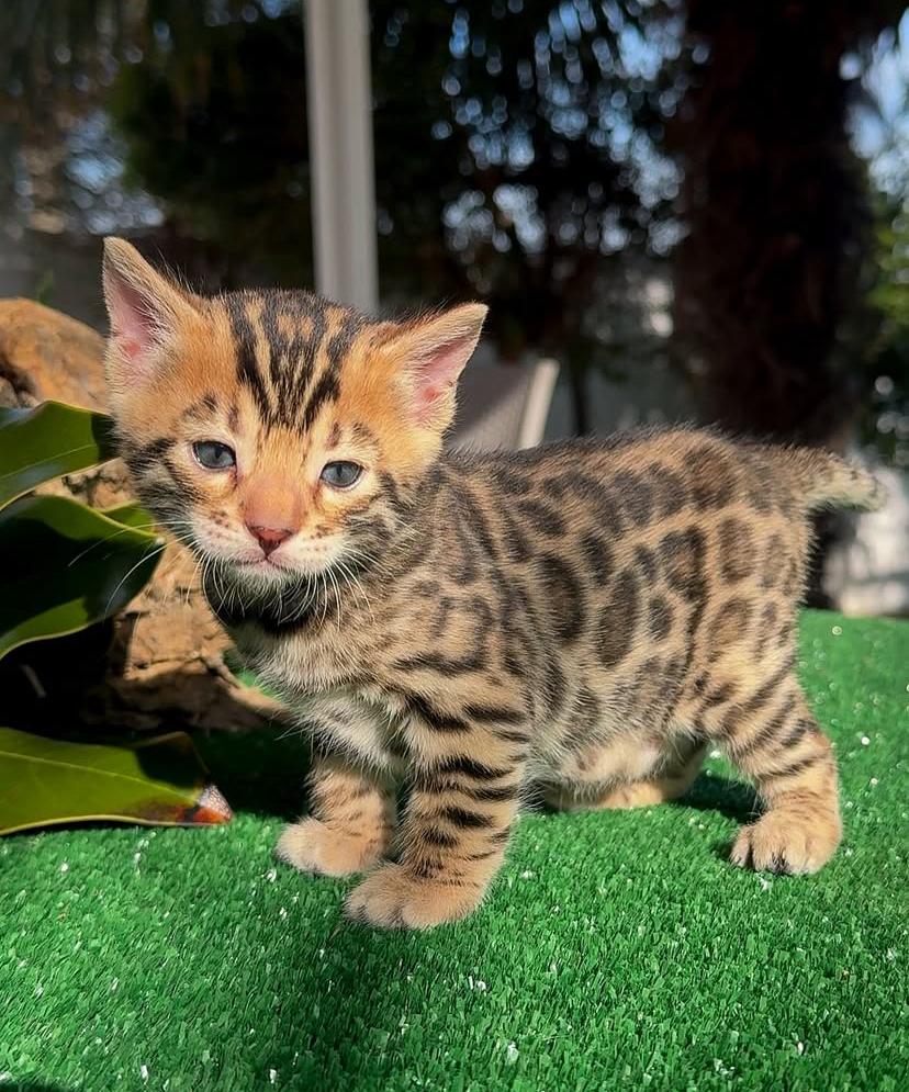 Kitten for sale